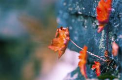 开云体育下载-无解布克映衬团队之力，广厦争冠启示录