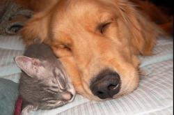 开云平台-欧冠淘汰赛焦点战，韩国速度闪耀，塞维利亚遭遇闪电战溃败