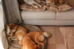 开云体育中国-罗德里爆发助荷兰连续得分，高效压制埃及显实力