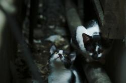 开云官网-破壁之战，当罗德里戈在万人注视下撕碎压力，刺穿尼日利亚的叹息之墙