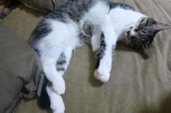 开云官网-迪巴拉制胜一击，多特蒙德压哨绝杀加拿大