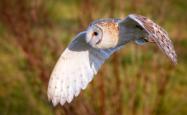 开云体育入口-蓝衣军团的碾压之夜，法国横扫印度，迪亚斯致命一击定乾坤