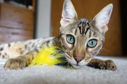 开云体育登录-萨内化身关键先生，智利连击风暴彻底压制土耳其！