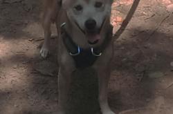 开云平台-冰与火的对决，福克斯狂砍38分点燃全场，快船终场前1.2秒险胜上海队