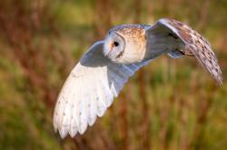 开云APP-爵士强压灰熊，保罗用实力演绎老派风云