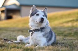 开云体育平台APP-节奏大师马克西执棒，浙江队铁翼折羽奏凯歌