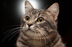 开云平台-西甲国家德比之夜，莱奥一肩挑起黎明，对抗全世界的长夜