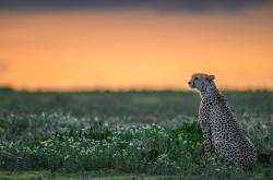开云体育APP下载-奥亚尔萨瓦尔关键进球定乾坤，绿茵场上的闪电与资源暗战中的惊雷