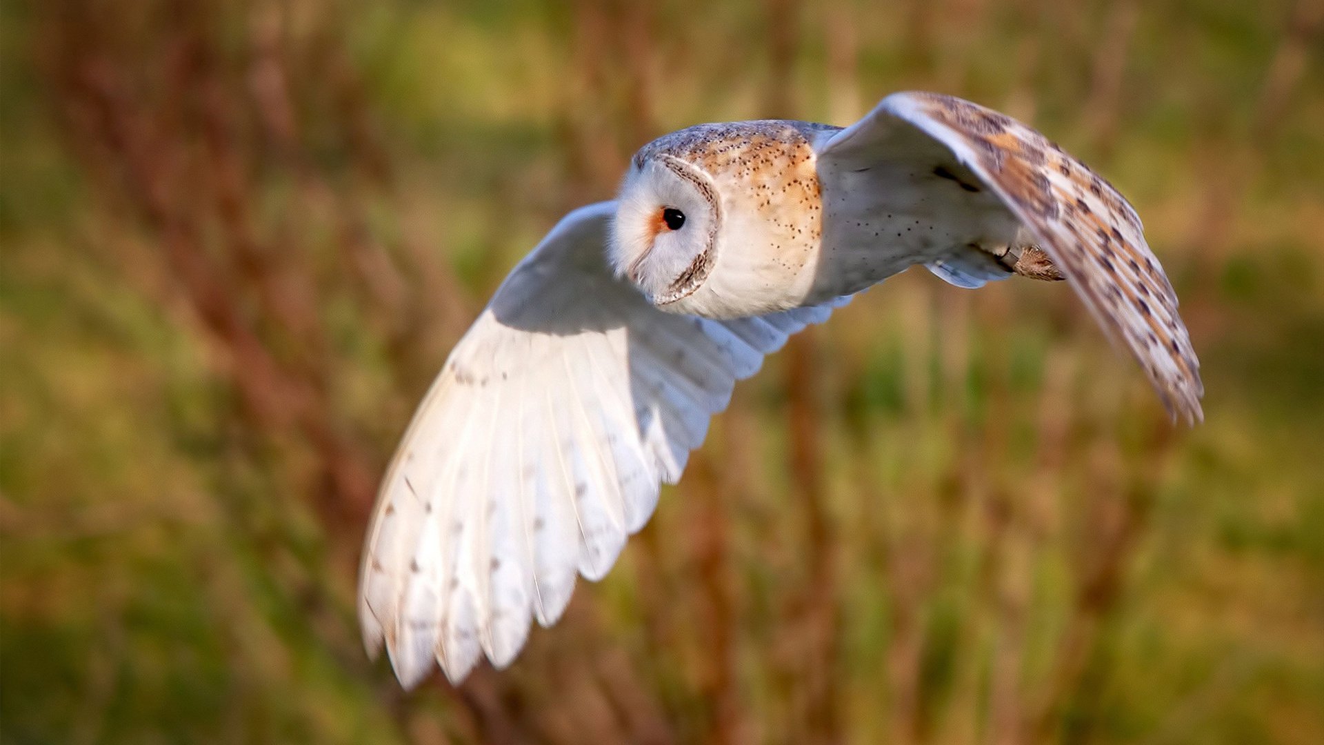 爵士强压灰熊,保罗用实力演绎老派风云
