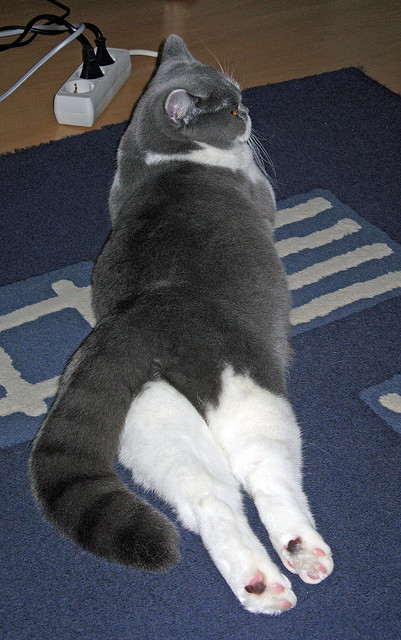 凯恩冠军级表现破局，马德里竞技式节奏掌控在委内瑞拉失效