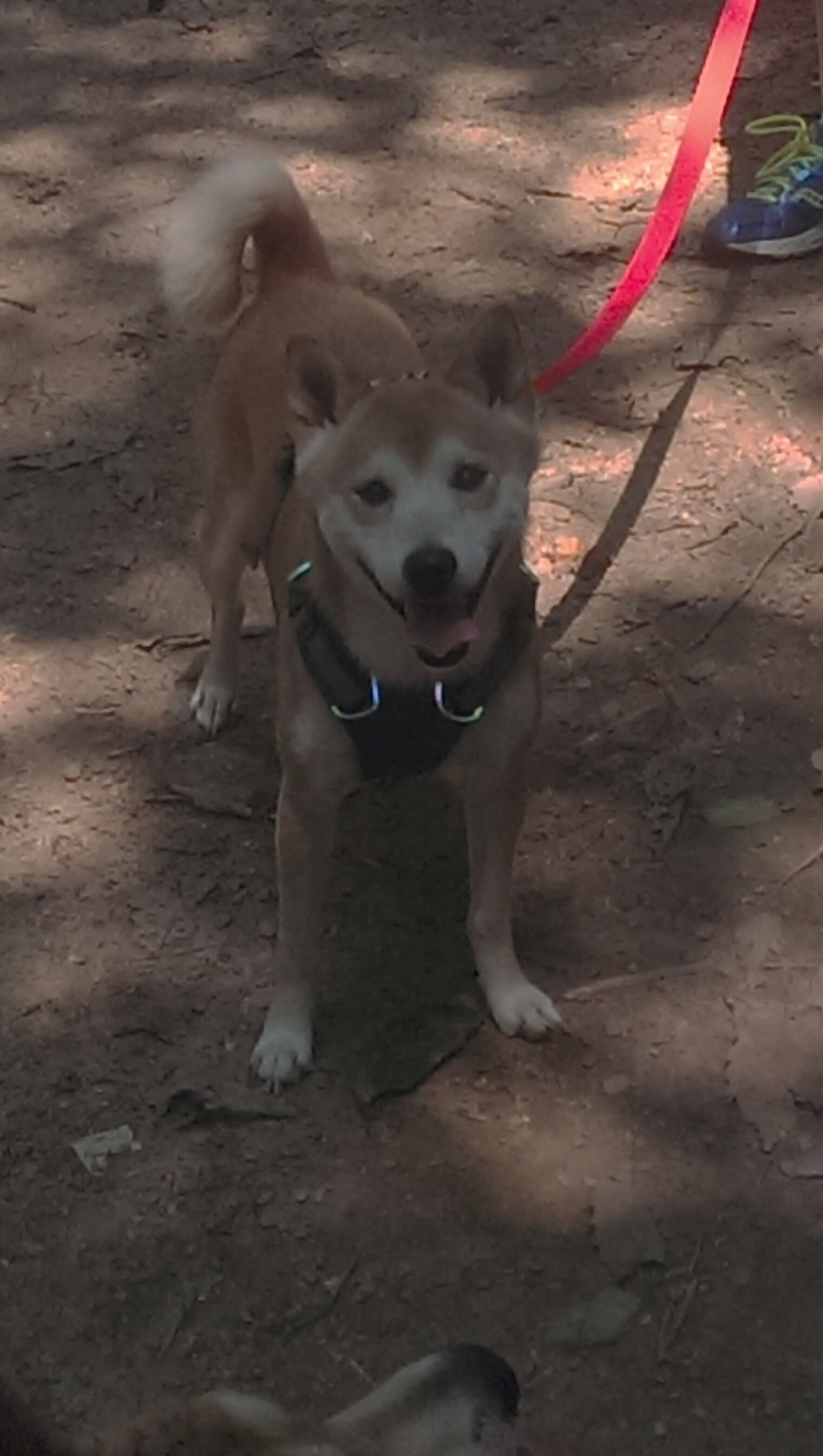 从防守囚笼到灵魂破枷,戈贝尔的西决救赎之夜