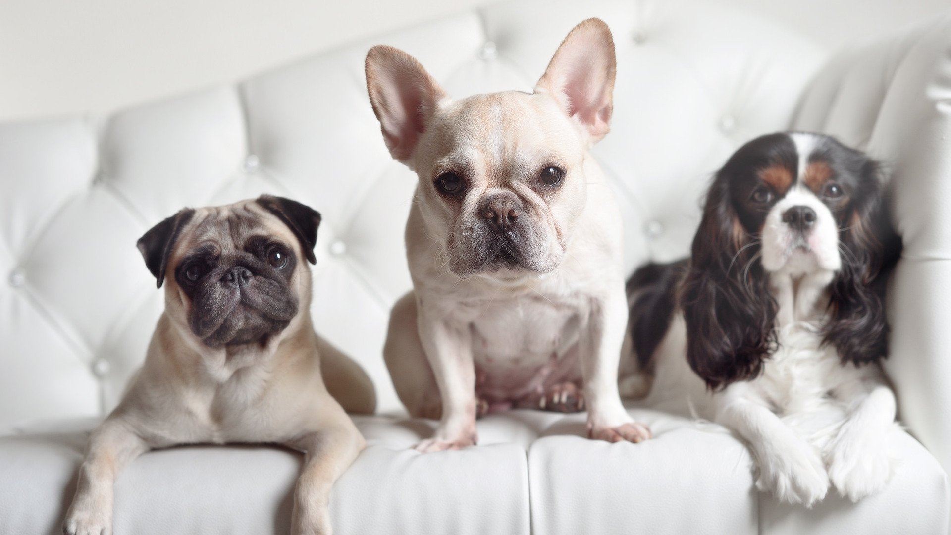 双重奏鸣,本泽马点燃银河,国际米兰碾压永恒之城