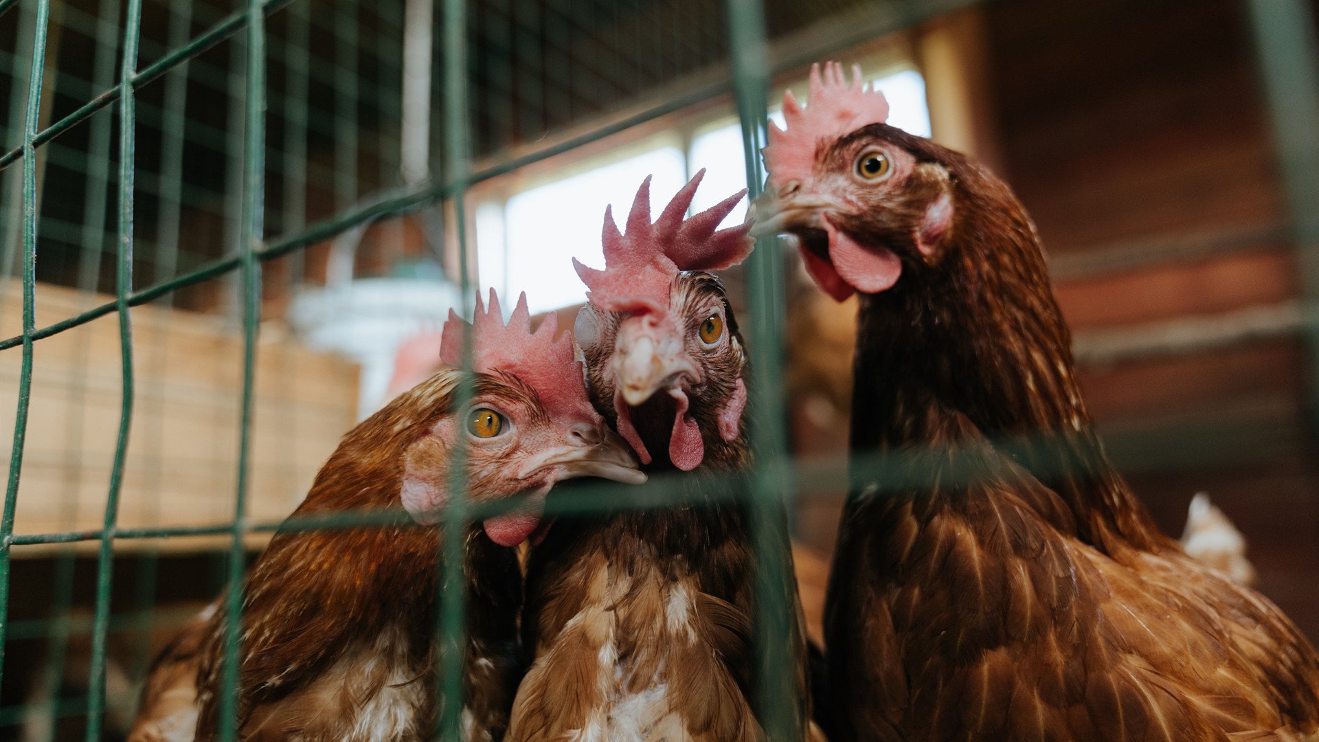 绝杀时刻，托尼的一脚如何诠释足球世界里实力的真实重量