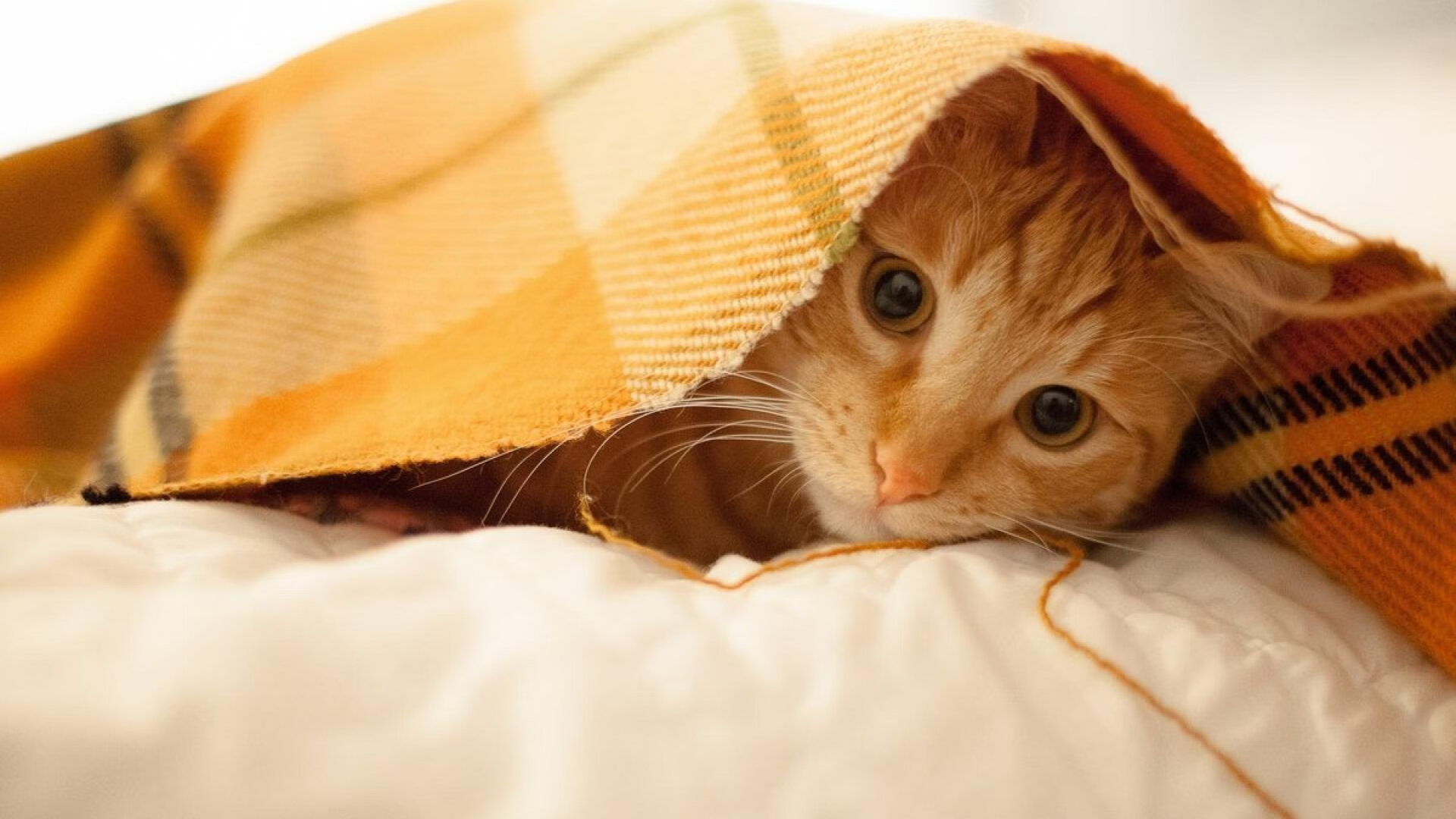 对抗的艺术，从圣西罗的闪电到奥克兰的坚壁