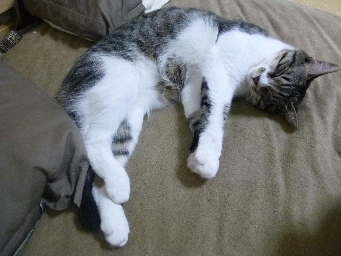 锁喉之战，霍勒迪在压力熔炉中完成爆发，爵士力克黄蜂