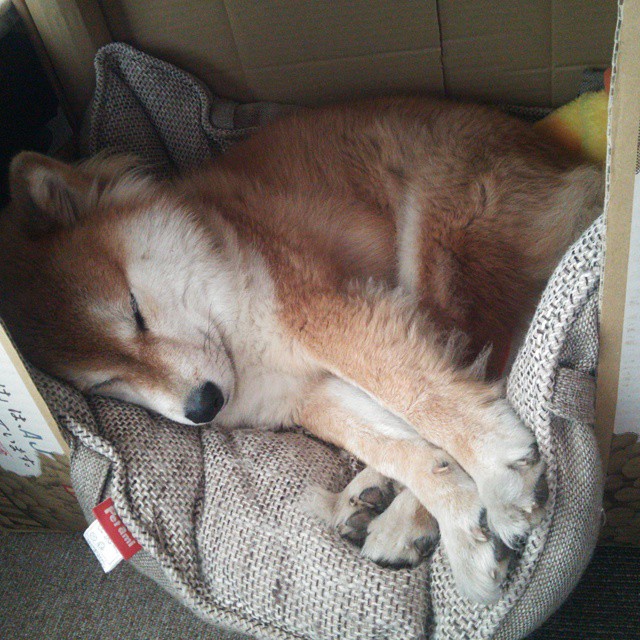 法比尼奥巨星光芒照亮赛场，那不勒斯强势打穿荷兰防线