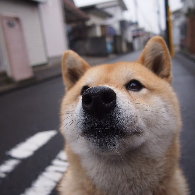 高原雄鹰展翅!玻利维亚3-0轻取塞内加尔赢得排名争夺焦点战