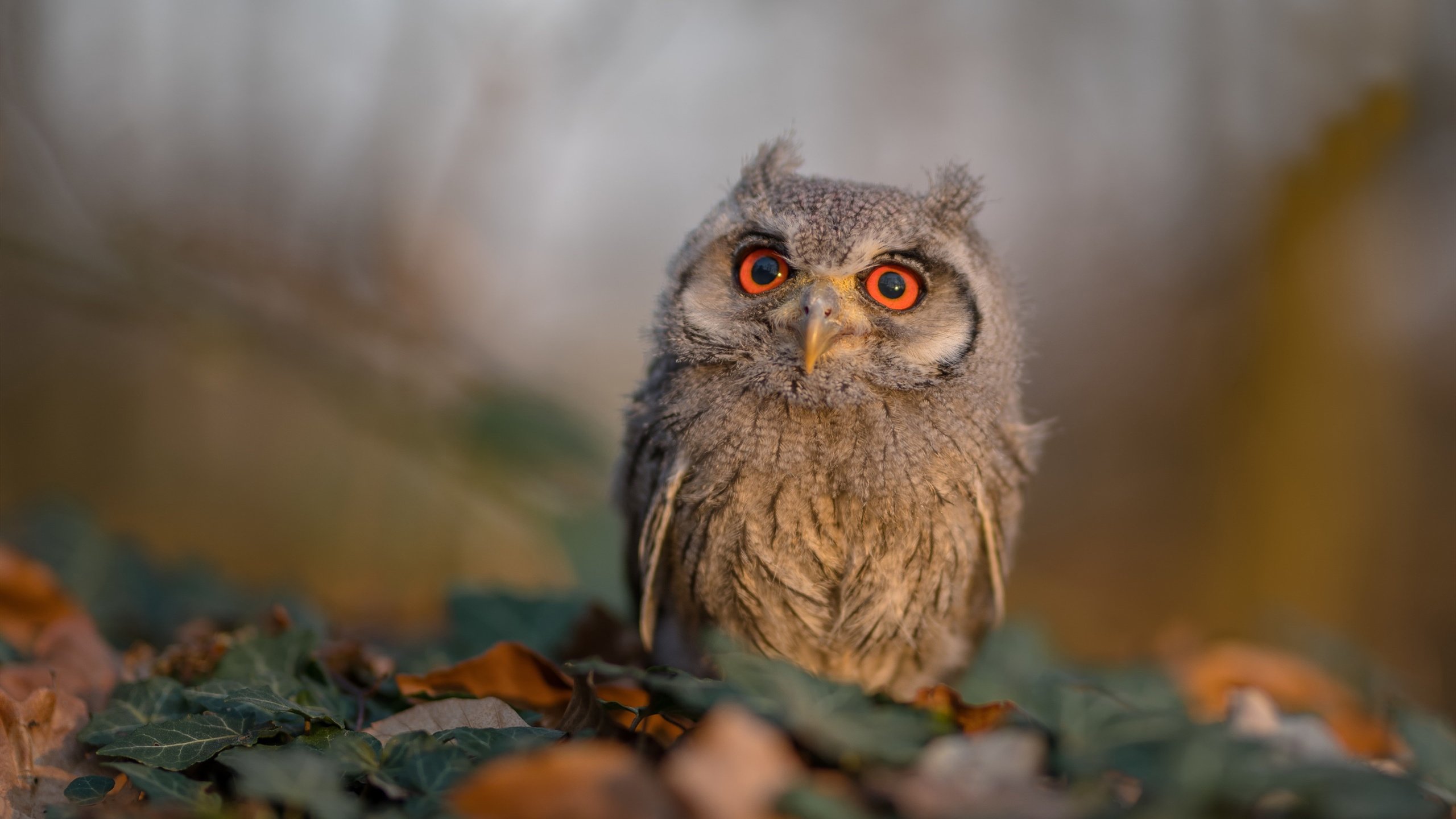 主场加时险胜吉林队，英格拉姆终成骑士关键先生