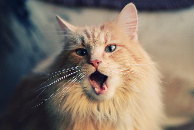 抢七之夜,福克斯点亮王城