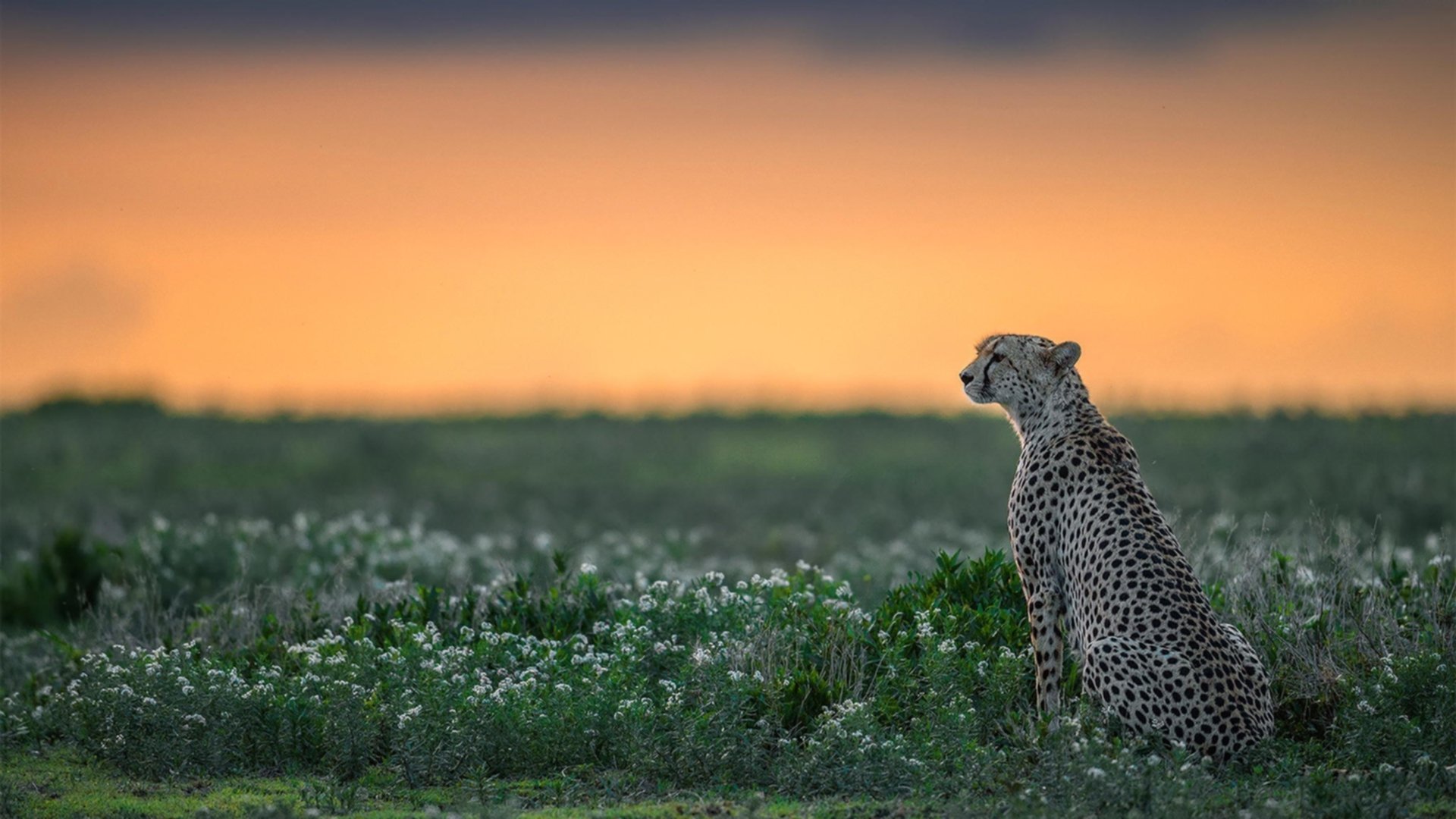 奥亚尔萨瓦尔关键进球定乾坤，绿茵场上的闪电与资源暗战中的惊雷