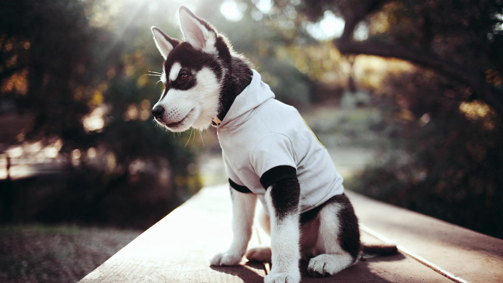 绿宝石之魂与红土守护者,当爱尔兰斩落玻利维亚,阿劳霍在欧冠加冕