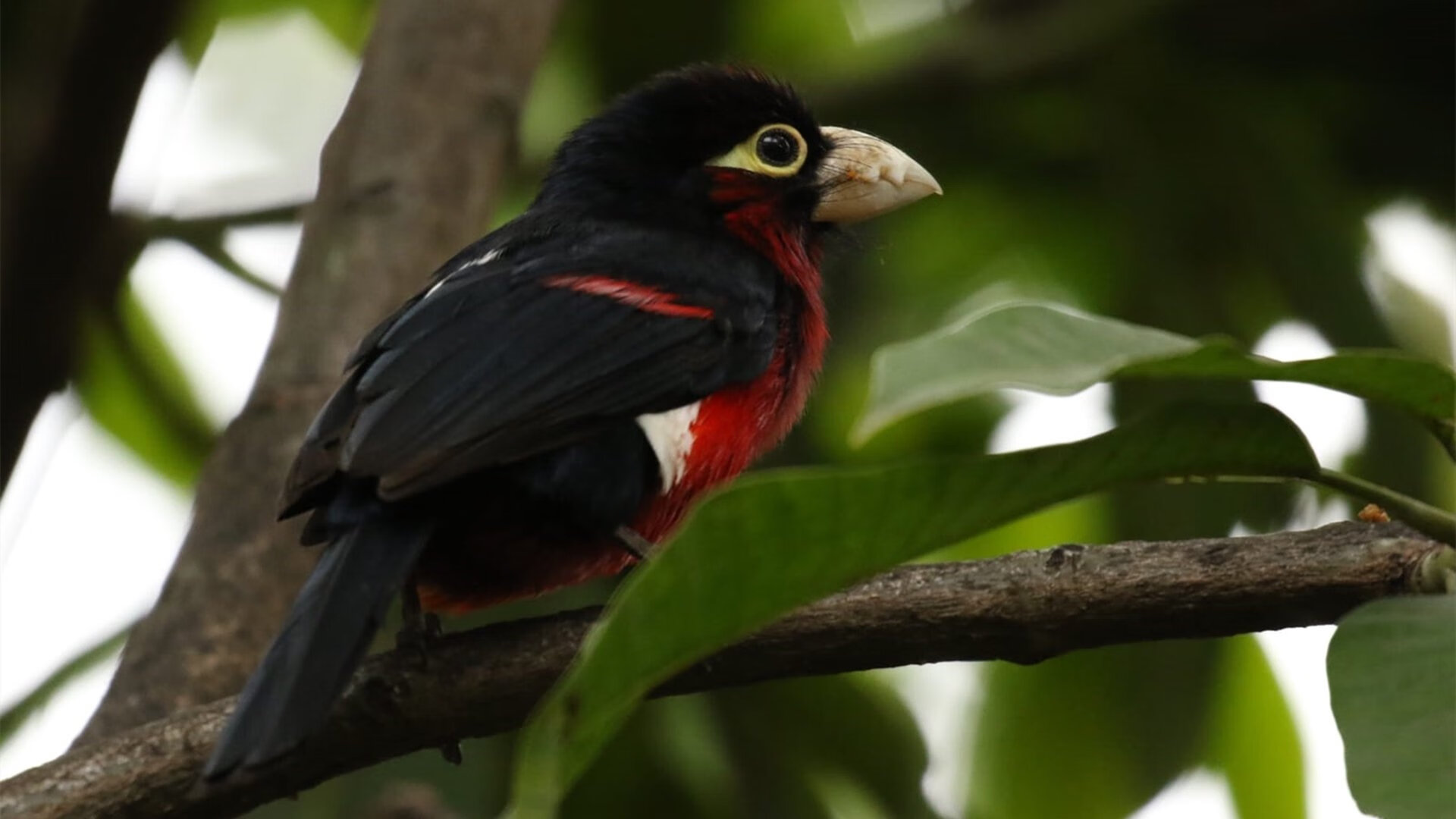 北方寒风席卷高原，加拿大粉碎墨西哥，萨卡成为关键先生