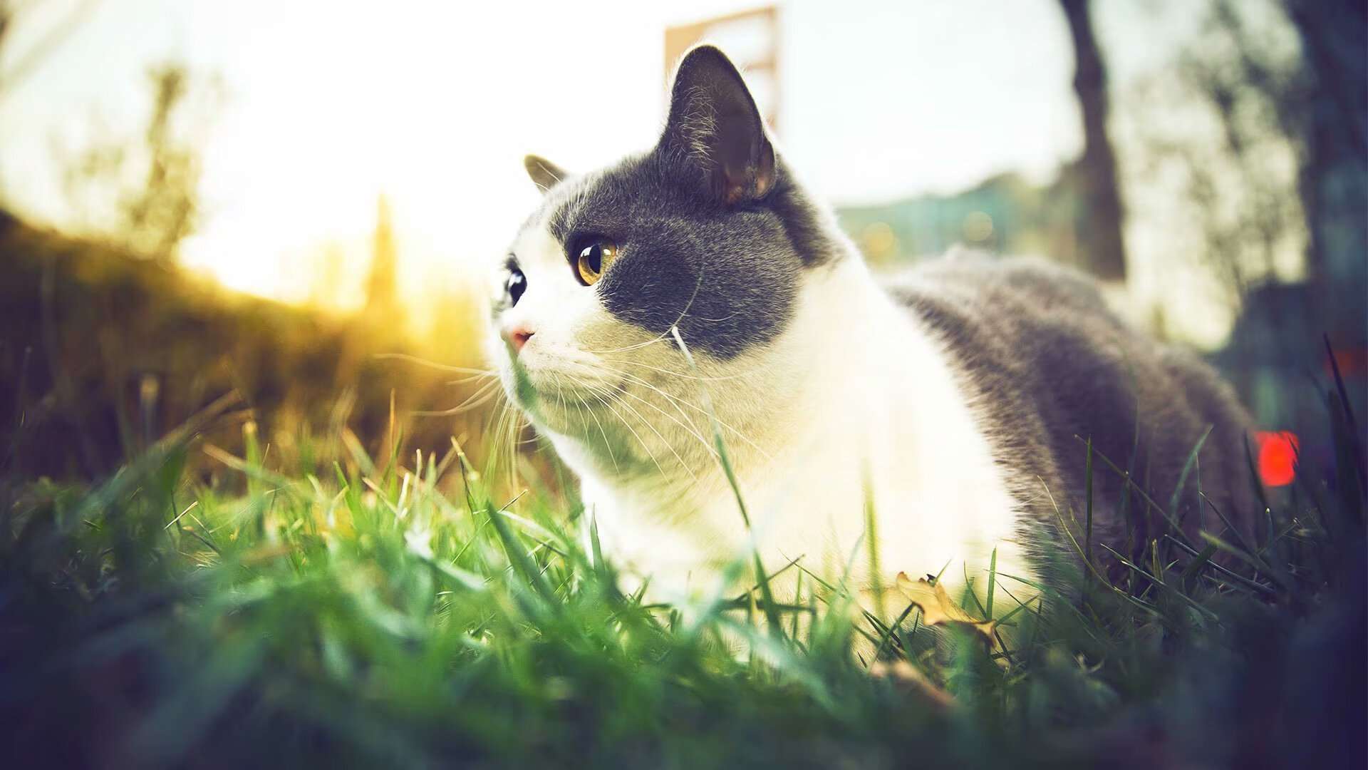 历史性对决，中国力克皇马，阿劳霍闪耀成为关键先生