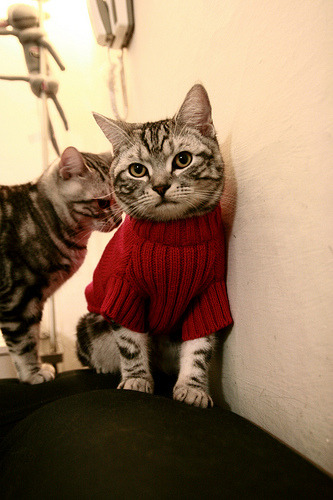 杰伦格林炸裂之夜刷新纪录！开拓者爆冷撕裂尼克斯，青春风暴席卷联盟