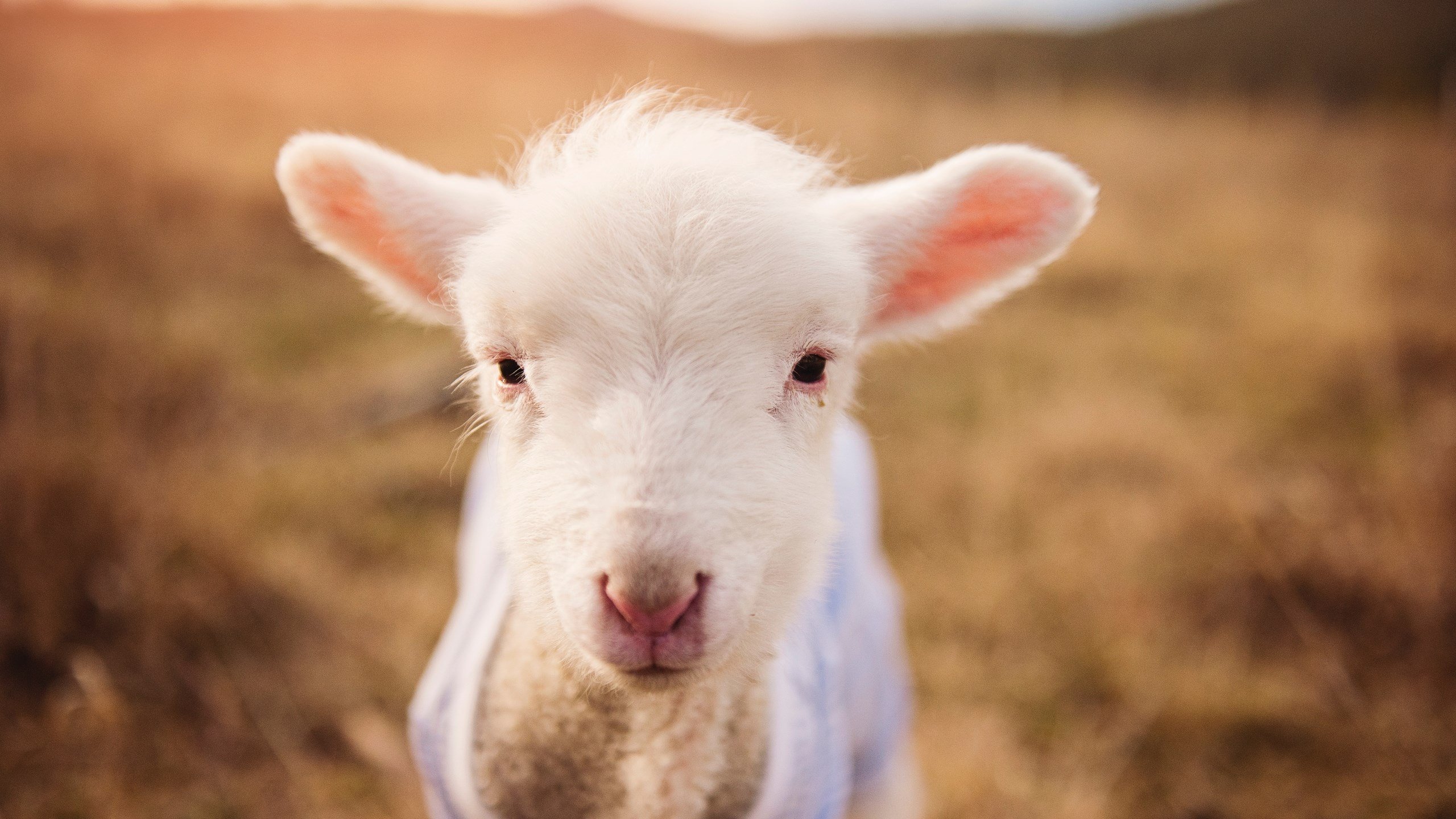 第三十分钟的喀麦隆鼓声,当梅西在友谊赛中决定成为全场焦点