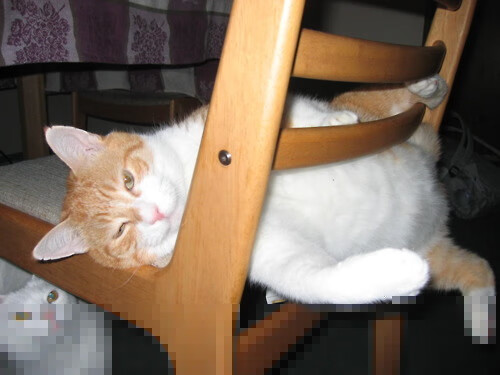 伦纳德主宰赛场,鹈鹕上演惊天逆转—年度焦点之战击溃上海队