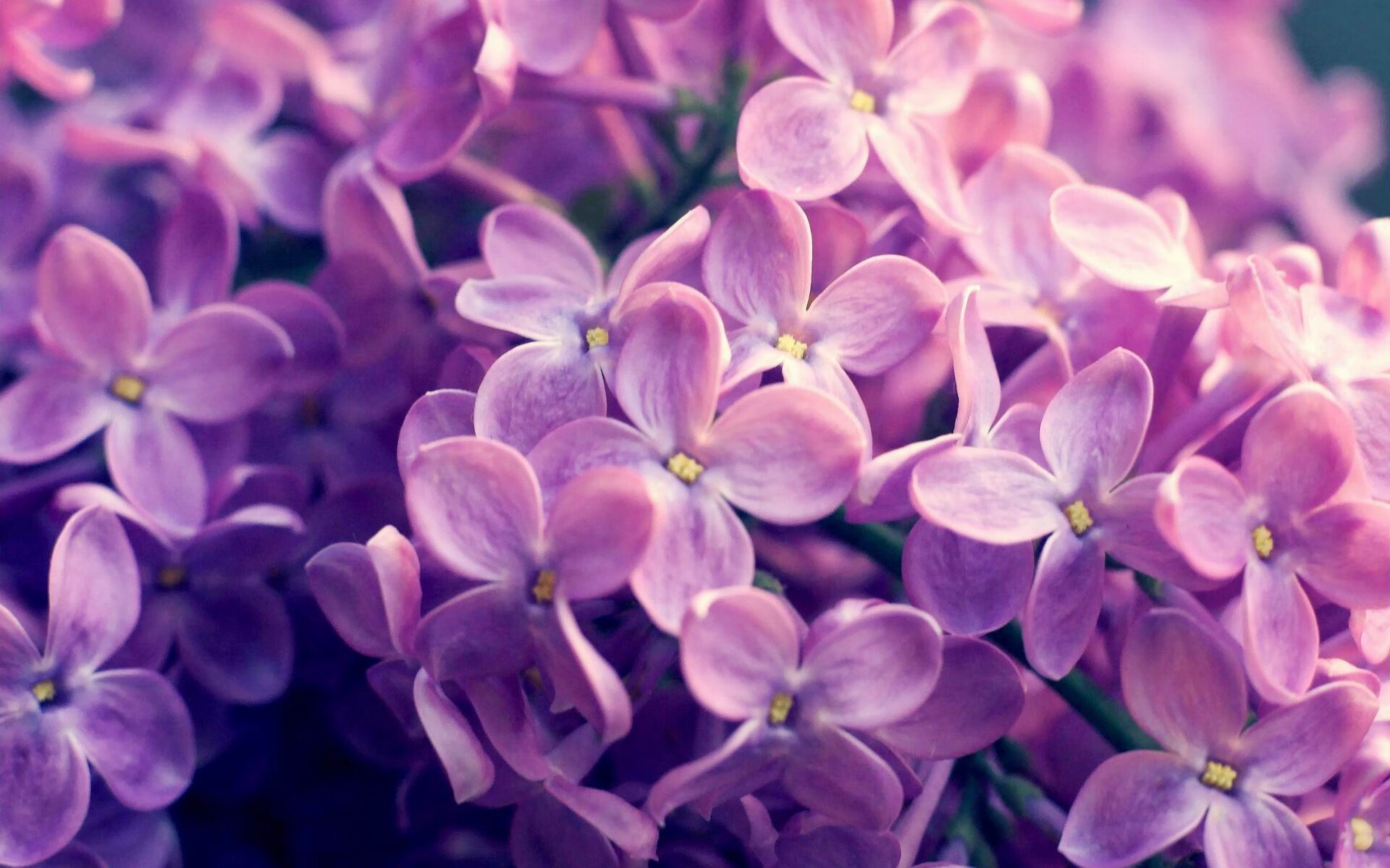 跨界奇迹,约基奇三双引爆赛场,深圳队狂胜凯尔特人的背后真相