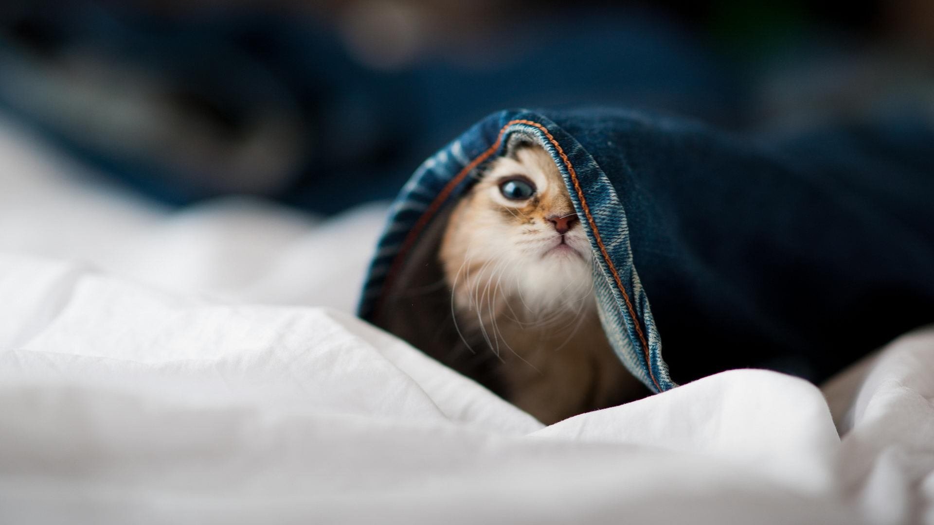 篮球场上的丹麦防守,NBA季后赛的胜负密钥