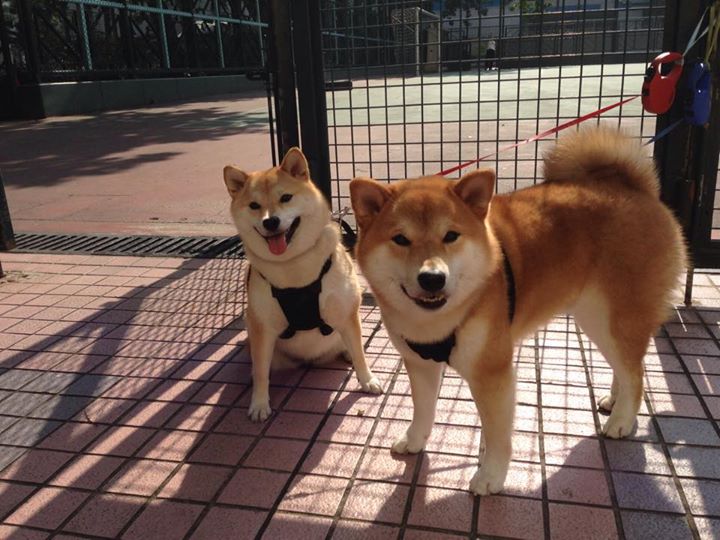 破茧与利刃，当喀麦隆的坚韧遇上本泽马的致命一击