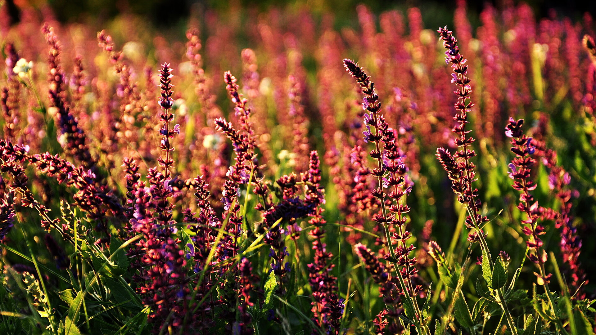 收割者德比，当绿茵场变成全球人才竞技场
