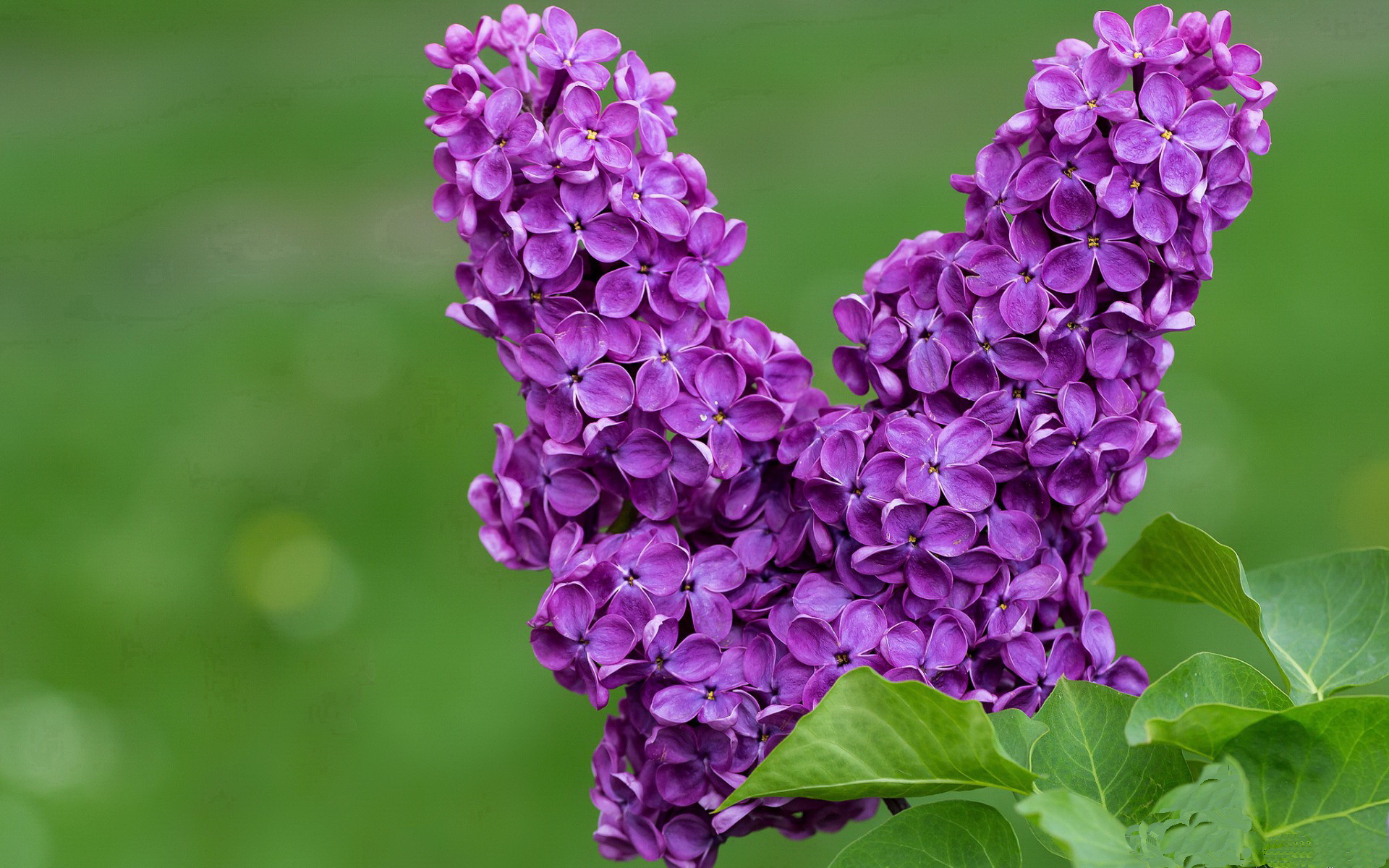 致命锋刃,克莱双面统治力撕裂魔术,雷霆关键战淬炼争冠底色