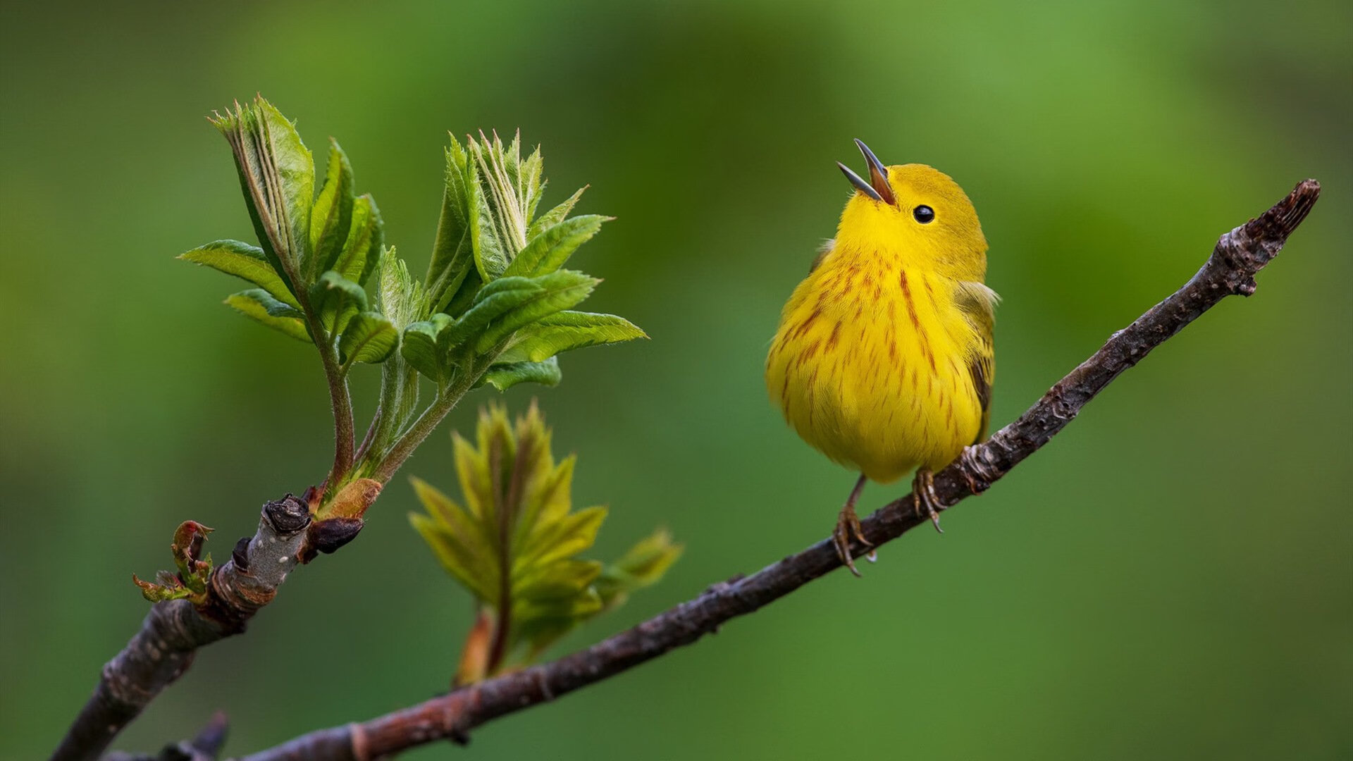 死神镰刀挥洒无双天赋,费城军团彰显团队威能,杜兰特惊艳四座,76人制霸步行者