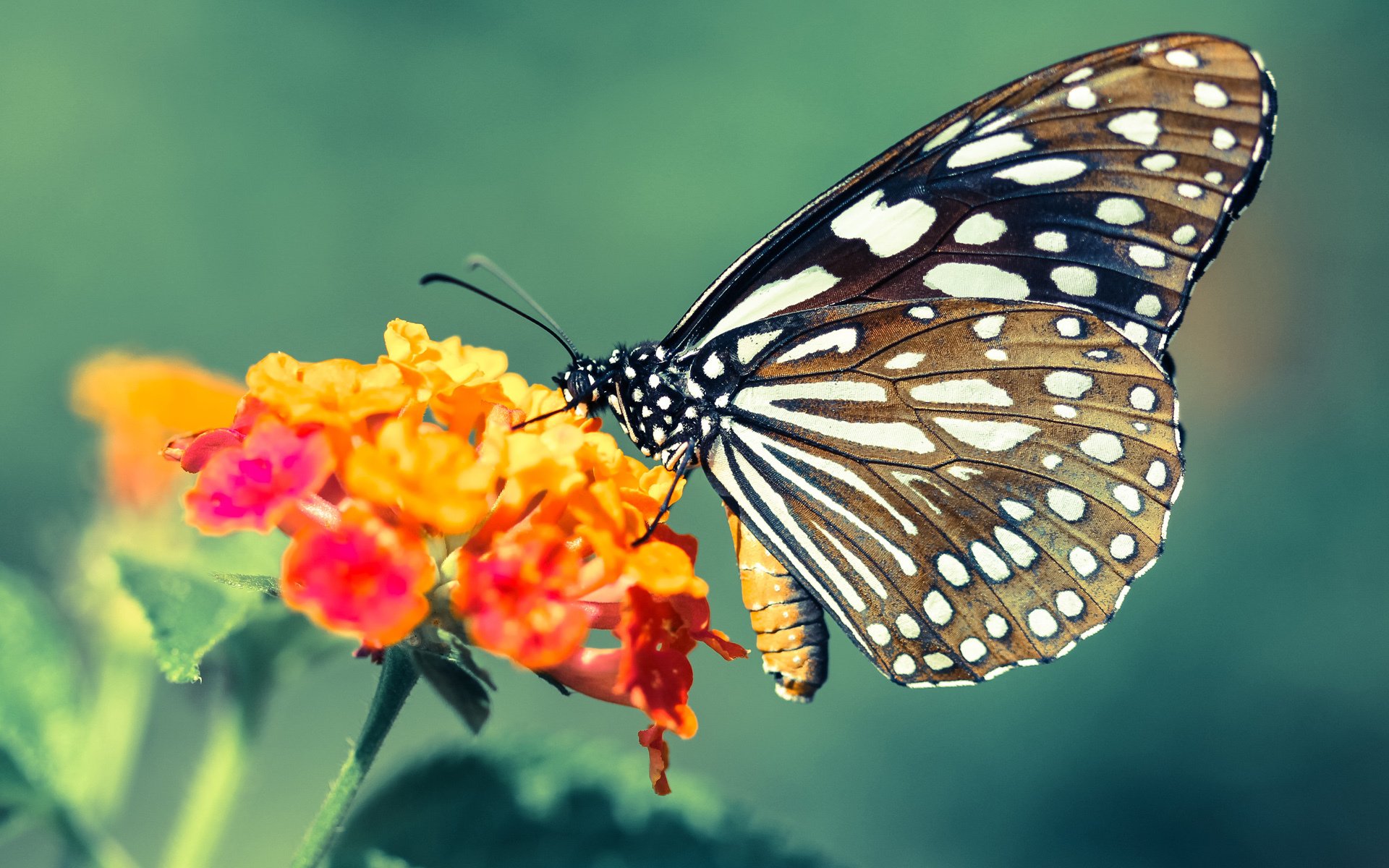 东决级焦点对决，广厦队跨联盟稳稳拿下马刺，关键战彰显亚洲篮球崛起
