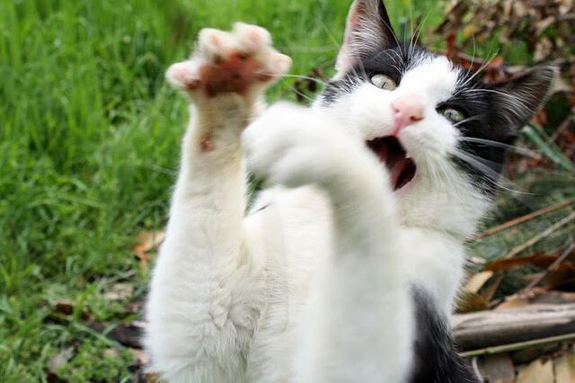 布克爆发引领广东队关键战突围雷霆，关键战晋级在望